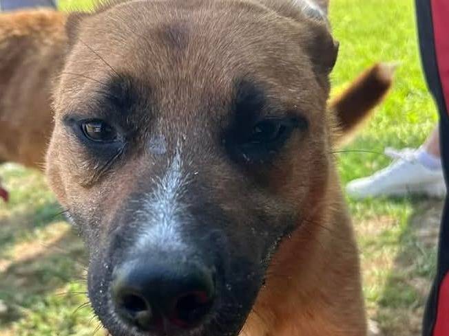 Vuoi adottare un cane a Latina?