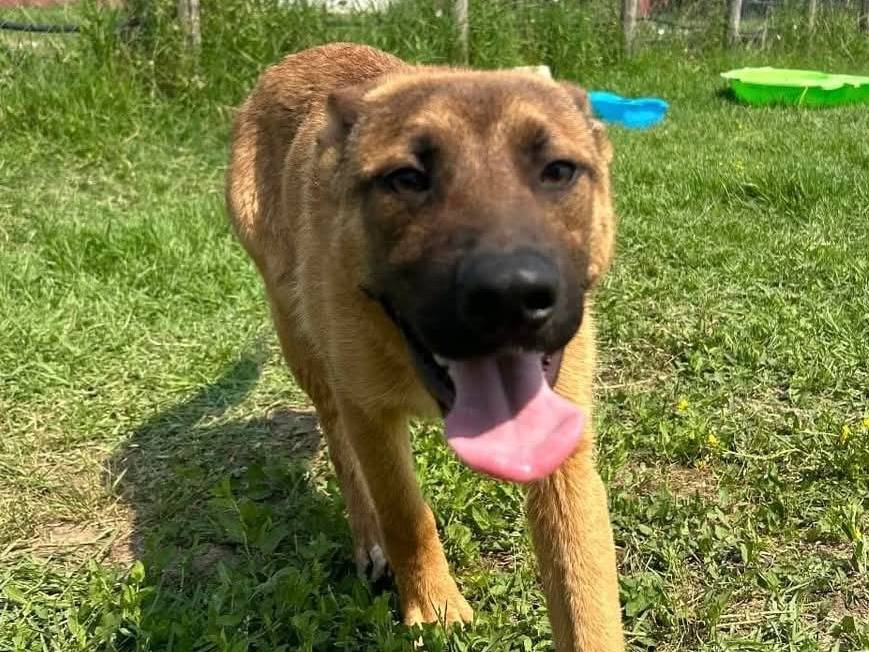 Adozione cane, maschio, Pastore tedesco Razza sconosciuta, 2 anni  e 1 mese, taglia media, Latina