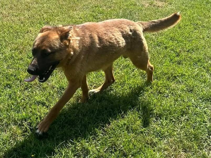 Adotta un cane, maschio, 2 anni  e 1 mese, Latina
