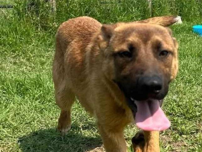 Adotta un cane, taglia media, maschio, Latina