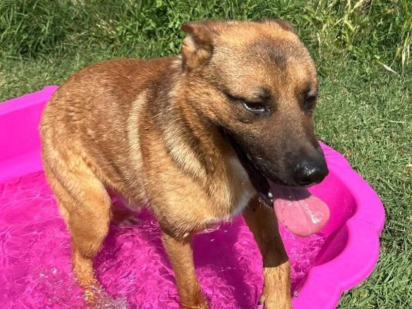 Vuoi adottare un cane a Latina?