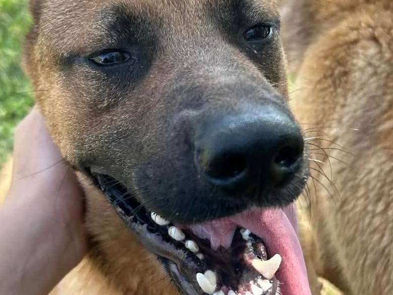Adotta il cane VAGO a Latina