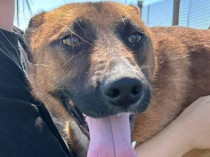 Adotta un cane, maschio, 2 anni  e 2 mesi , Latina