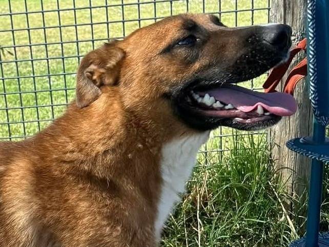 Adotta un cane, taglia media, maschio, Latina