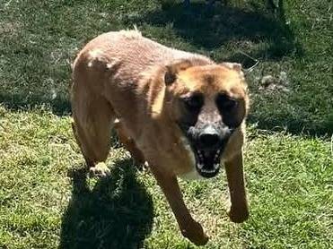Adotta il cane Vince a Latina
