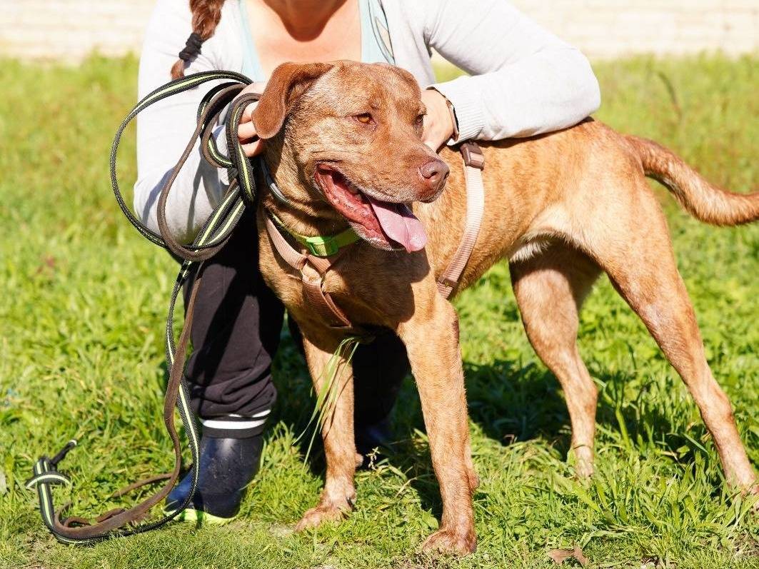 Adotta un cane, femmina, 5 anni  e 6 mesi , Caserta