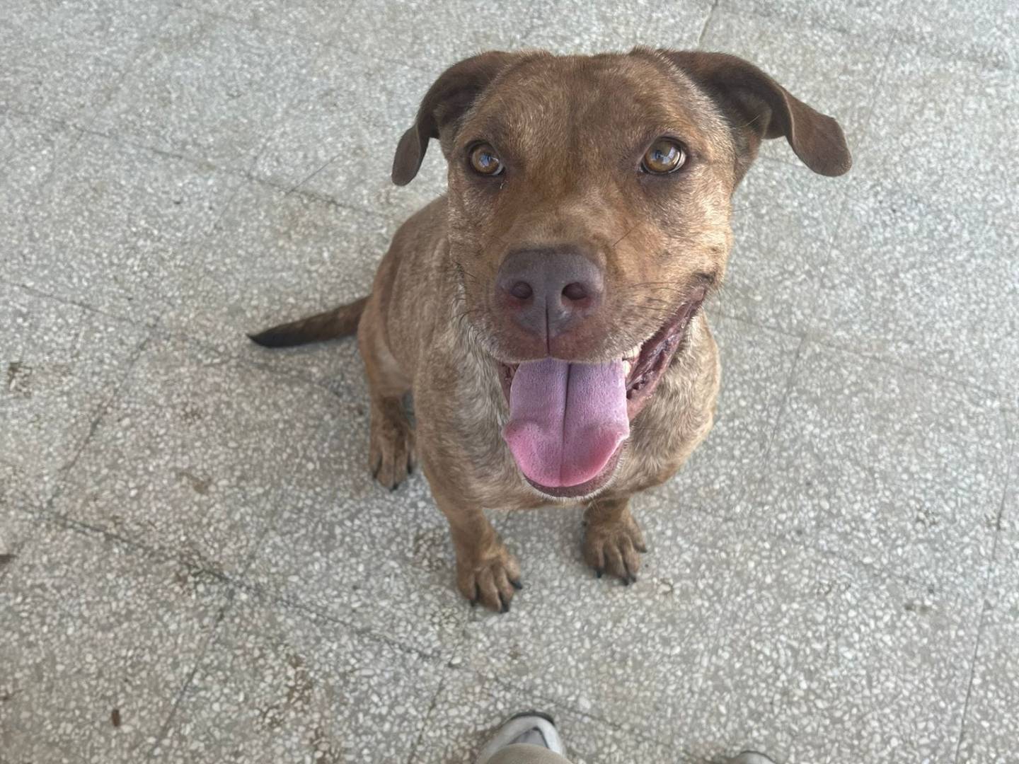 Adotta un cane, taglia media, femmina, Caserta