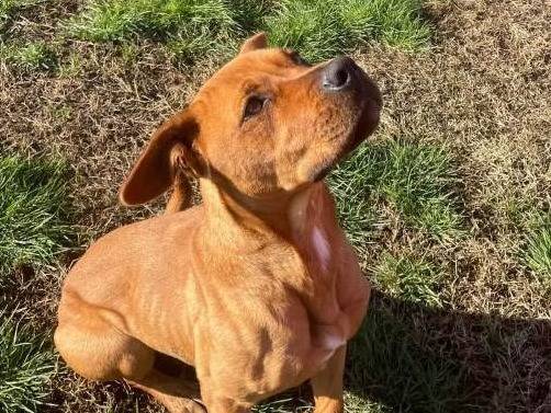 Adotta un cane, taglia media, femmina, Latina