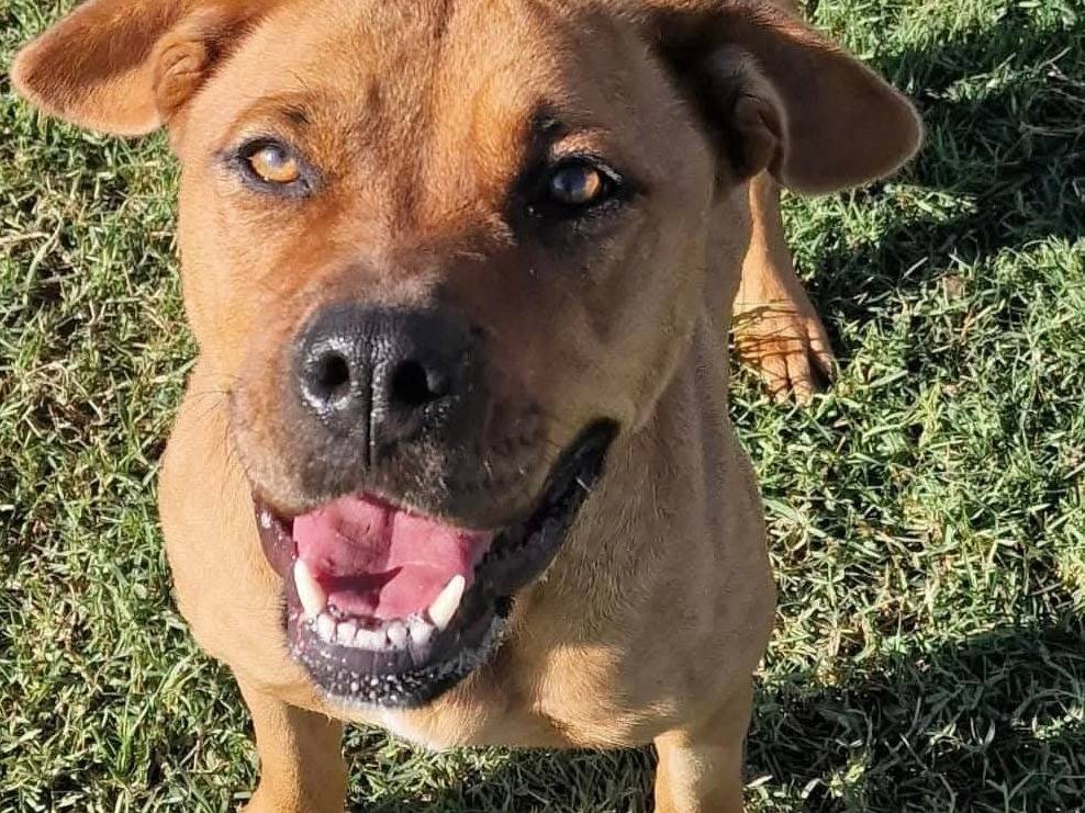 Adotta il cane Layla Ali a Latina