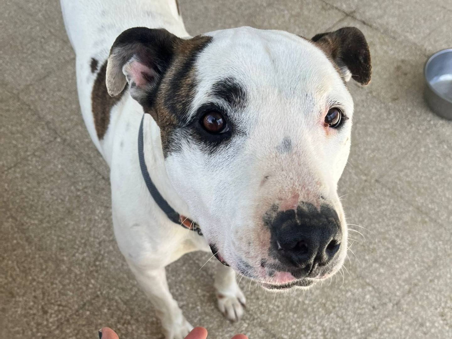 Adotta un cane, taglia grande, maschio, Caserta