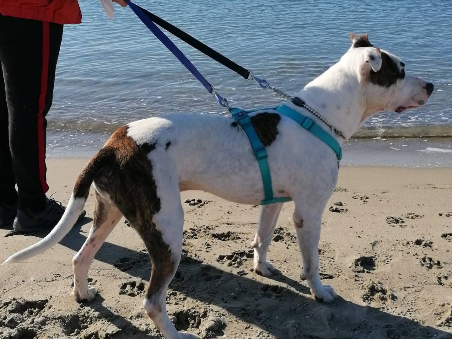 Vuoi adottare un cane a Caserta?