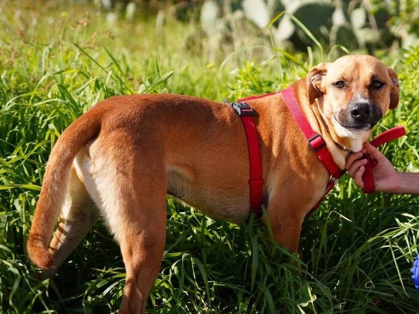 Adotta un cane, maschio, 3 anni  e 5 mesi , Caserta