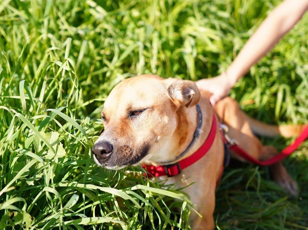 Adotta un cane, taglia media, maschio, Caserta