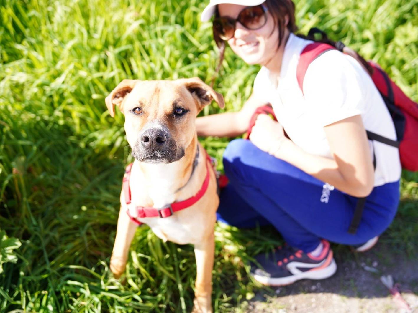Vuoi adottare un cane a Caserta?