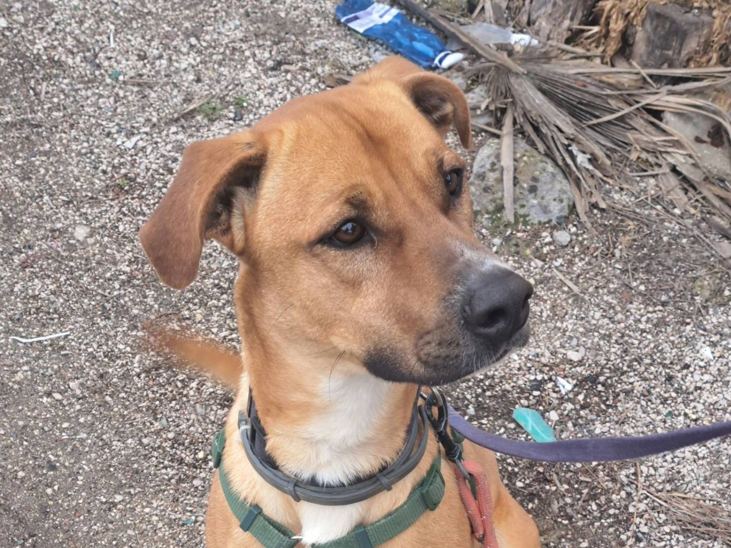 Adotta il cane CASH a Caserta