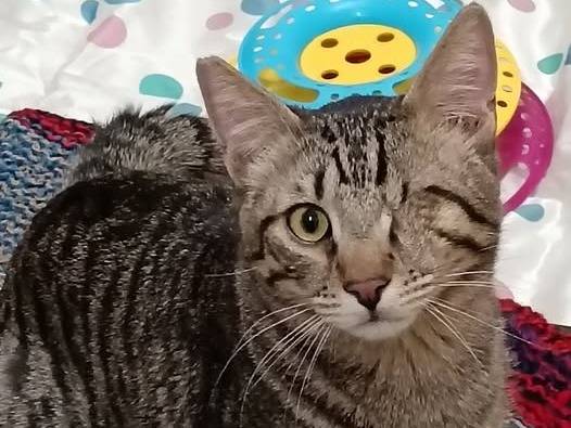 Adozione gatto, maschio, Razza sconosciuta Razza sconosciuta, 1 anno, taglia non valida, Barletta