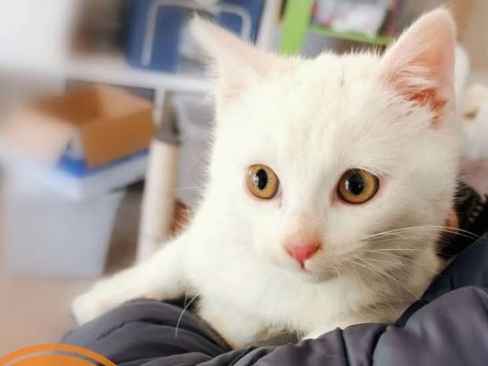 Foto dell'animale