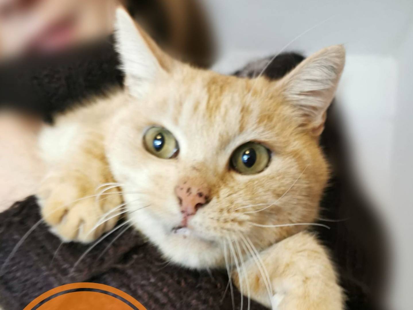 Foto dell'animale