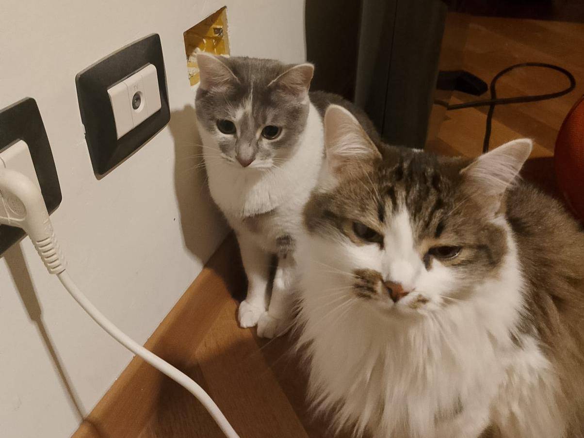 Foto dell'animale