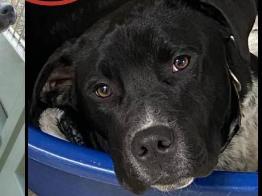 Adotta un cane, taglia media, maschio, Verona