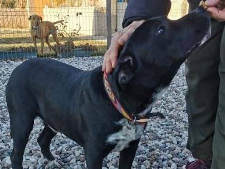 Vuoi adottare un cane a Verona?