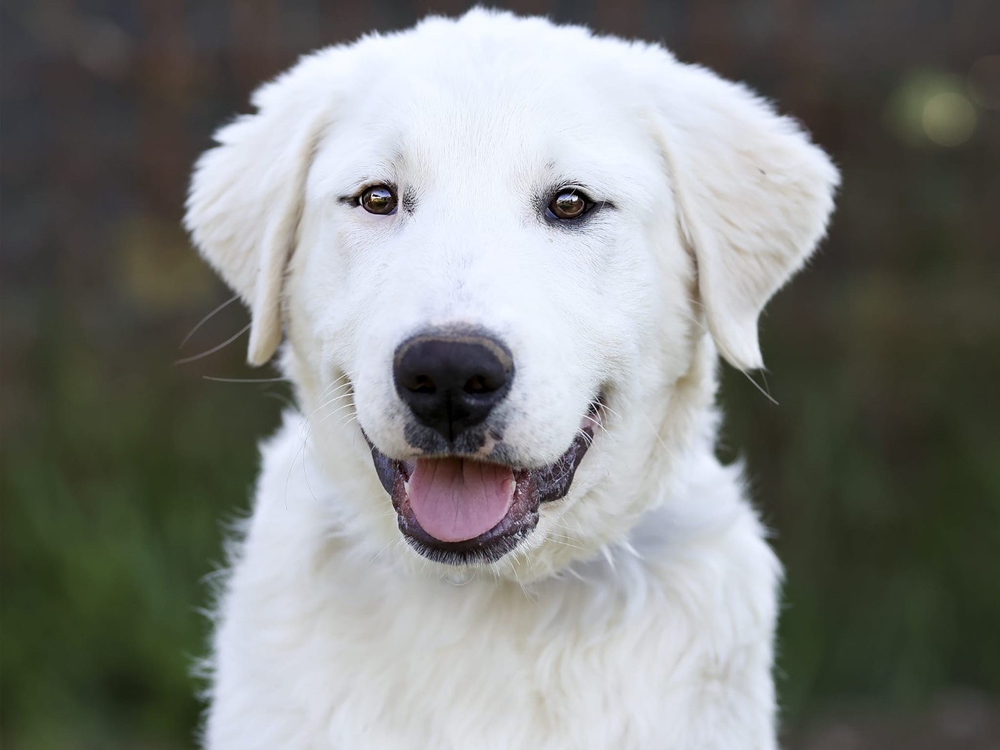 Adotta un cane, maschio, 8 mesi, Roma