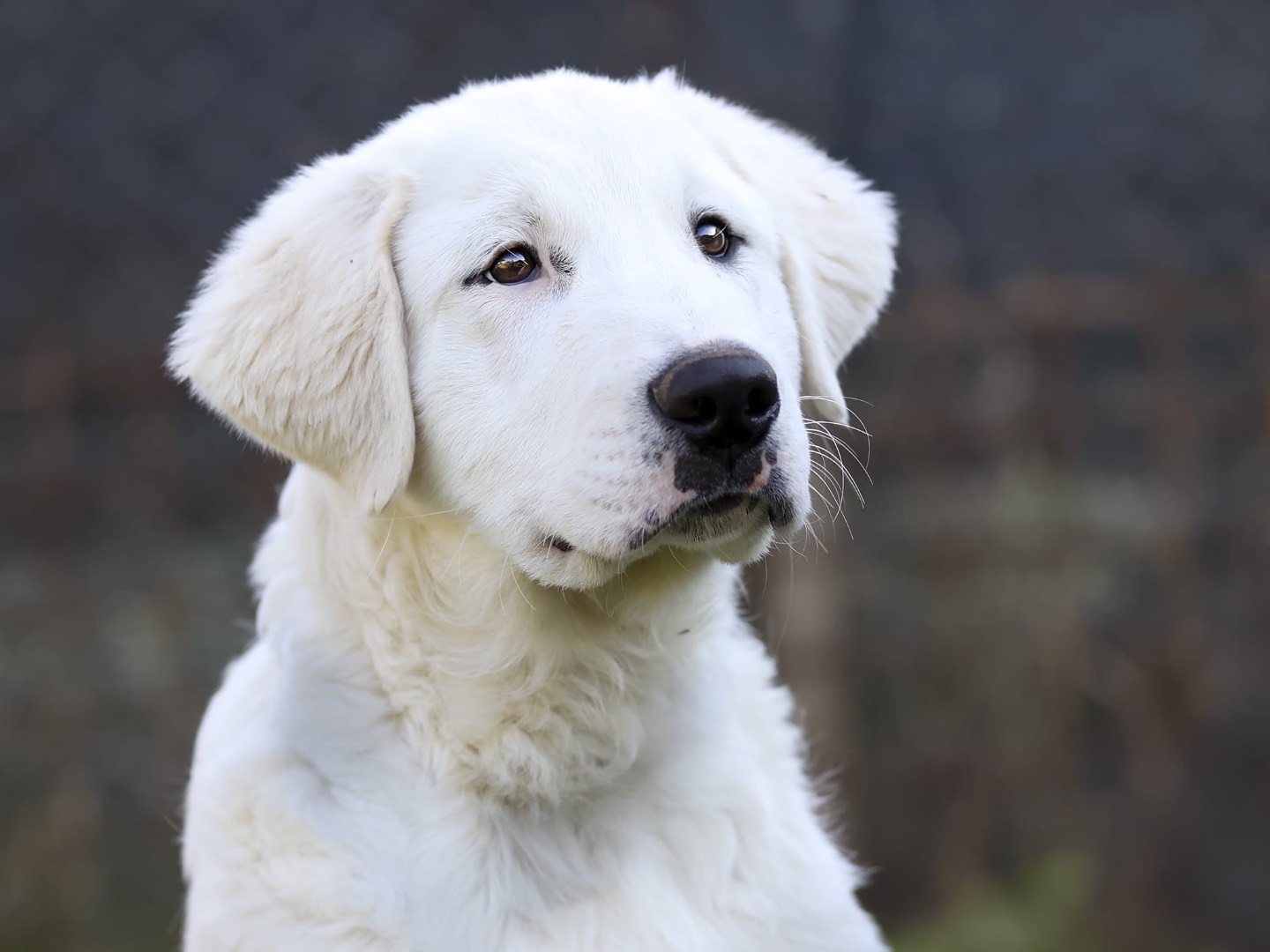 Adotta un cane, taglia grande, maschio, Roma