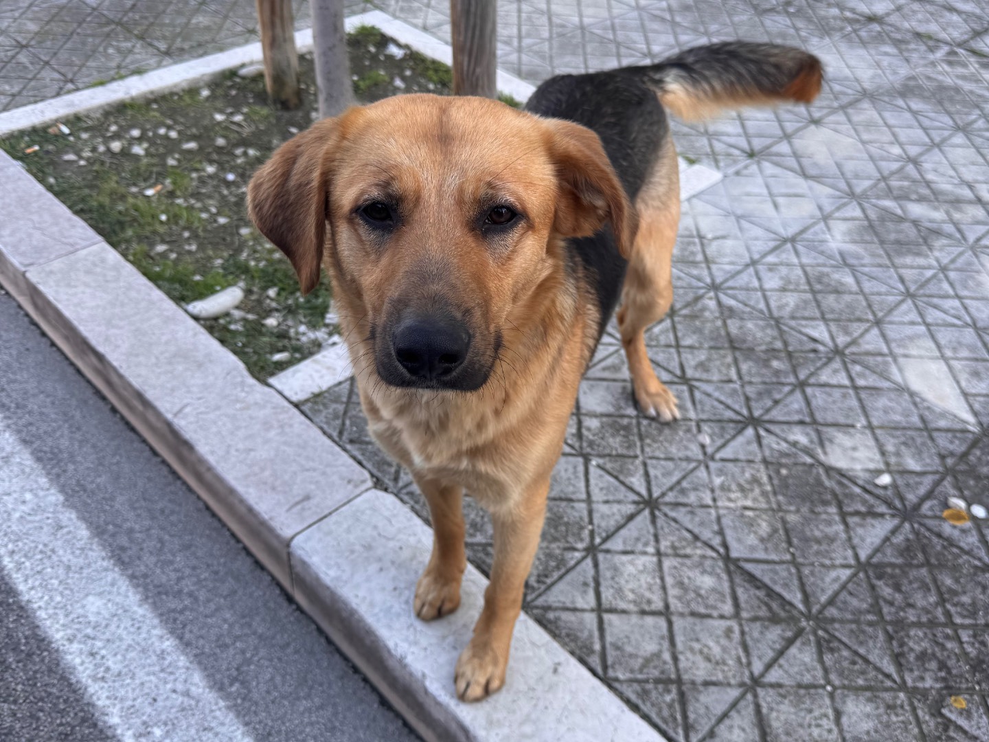 Foto dell'animale