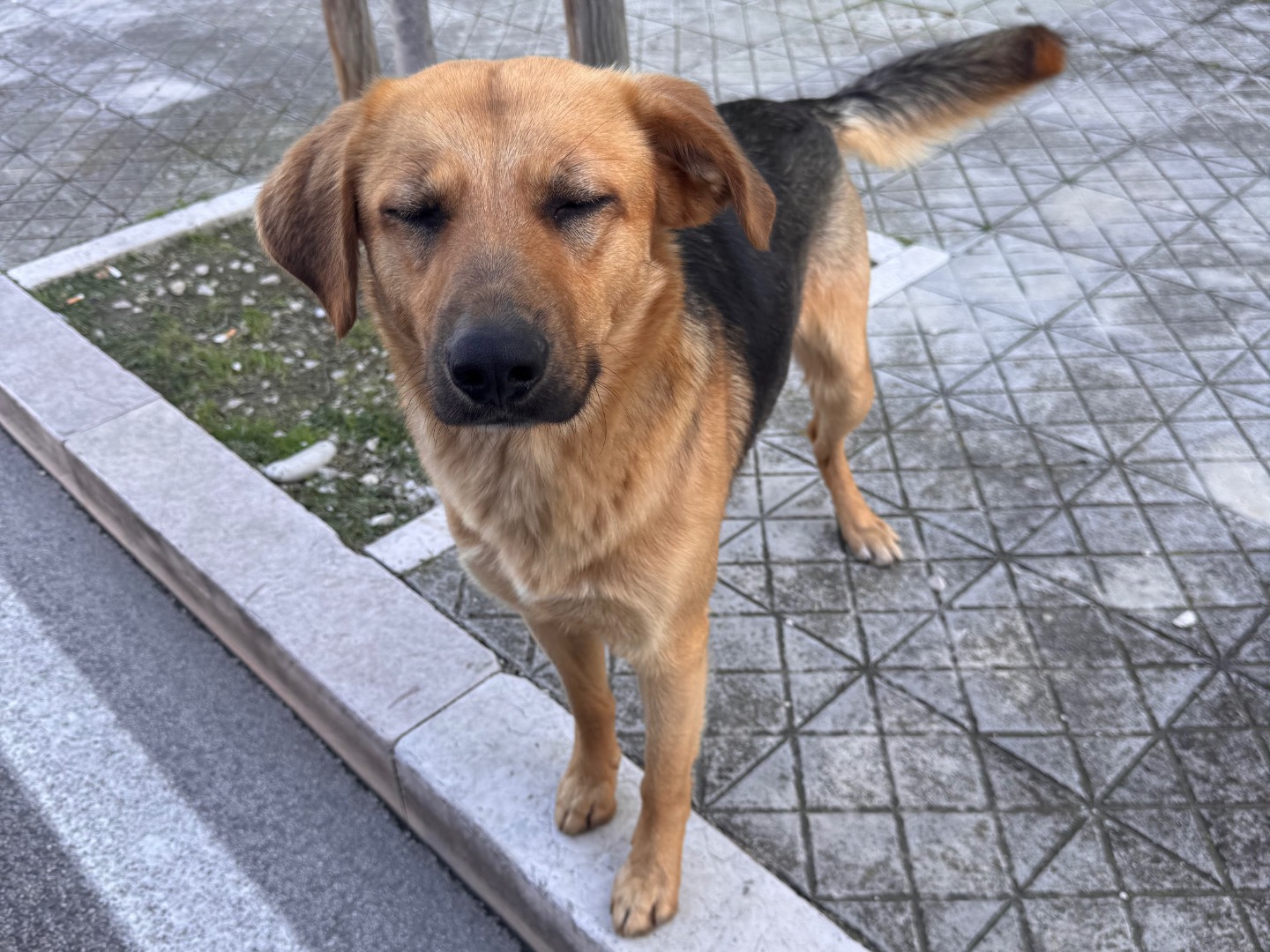 Adotta un cane, maschio, 7 mesi, Chieti