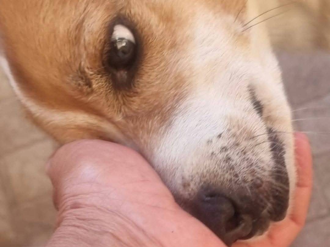 Vuoi adottare un cane a Caserta?