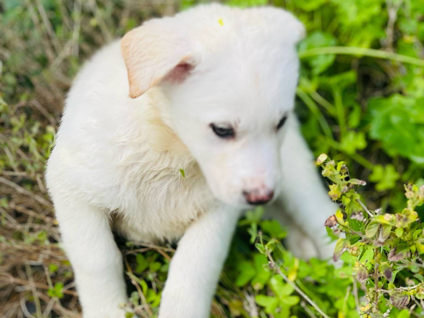 Foto dell'animale