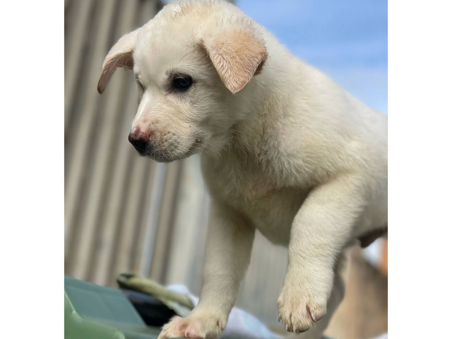 Vuoi adottare un cane a Trapani?