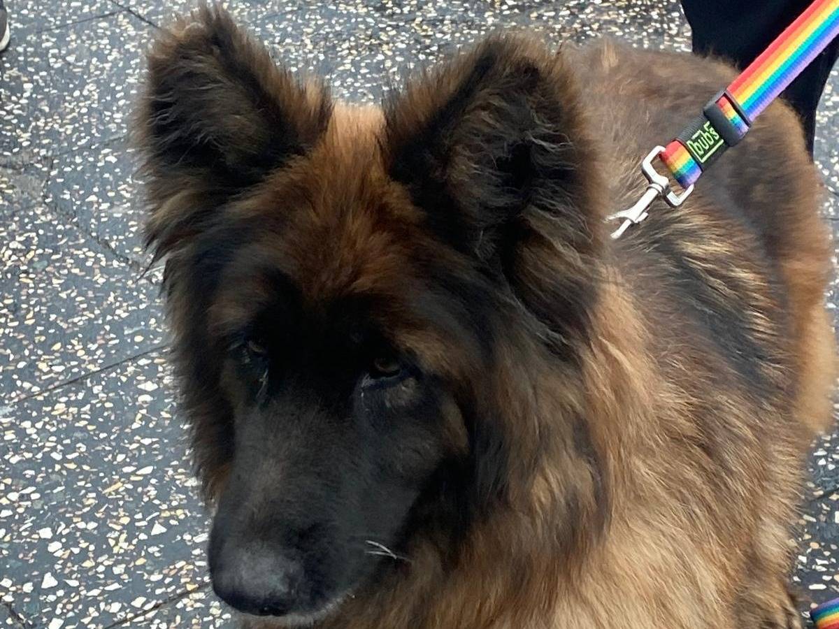 Adozione cane, femmina, Pastore tedesco Razza sconosciuta, 5 anni e 3 mesi, taglia media, Milano