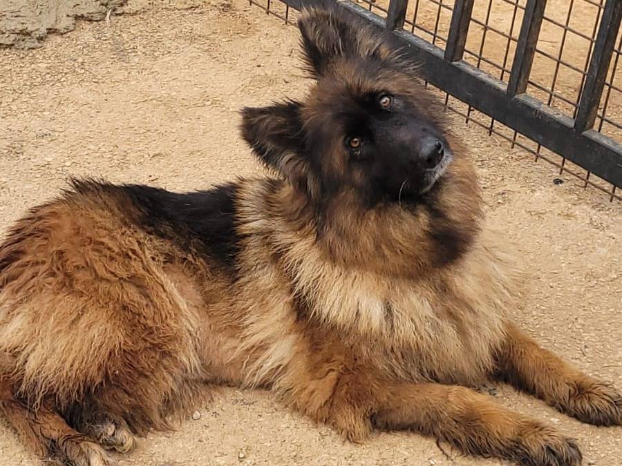 Adotta un cane, femmina, 5 anni e 3 mesi, Milano