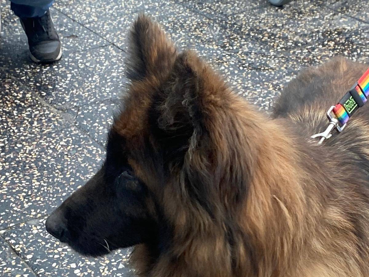 Adotta un cane, taglia media, femmina, Milano