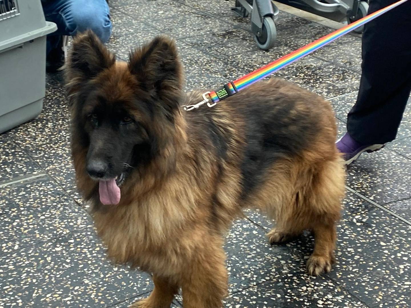 Vuoi adottare un cane a Milano?