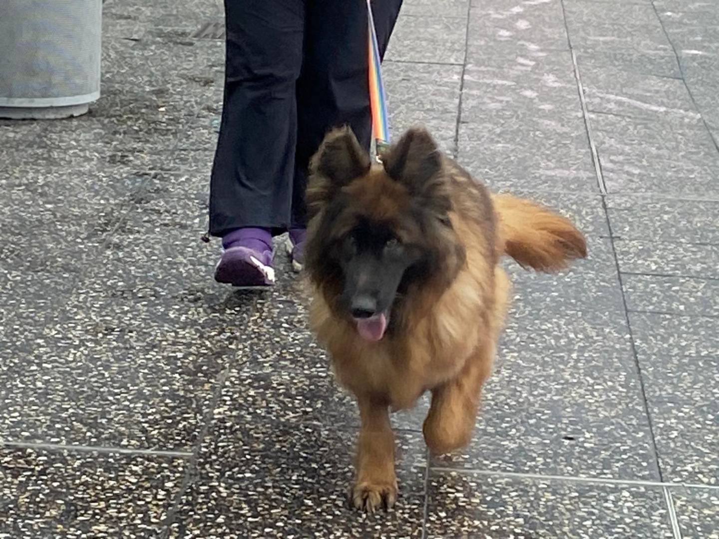 Adotta il cane CHEYENNE a Milano