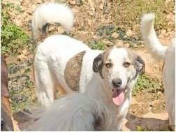 Adotta un cane, femmina, 3 anni  e 1 mese, Milano