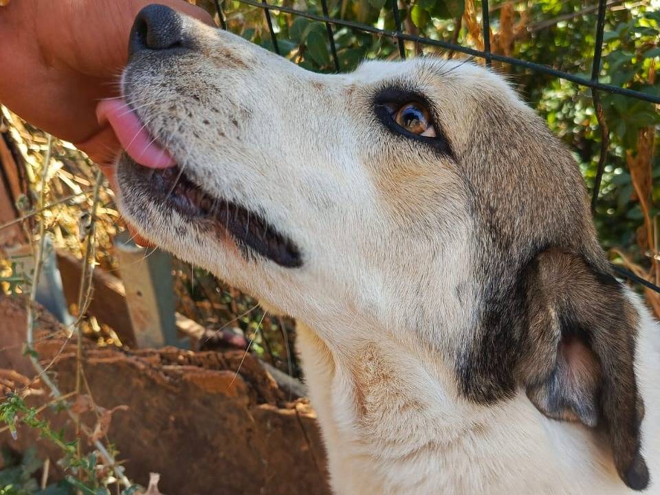 Adotta un cane, taglia media, femmina, Milano