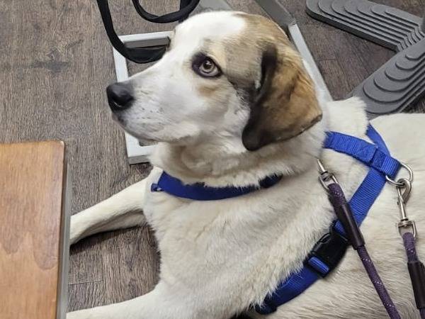 Vuoi adottare un cane a Milano?