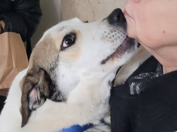 Adotta il cane TWITTY a Milano