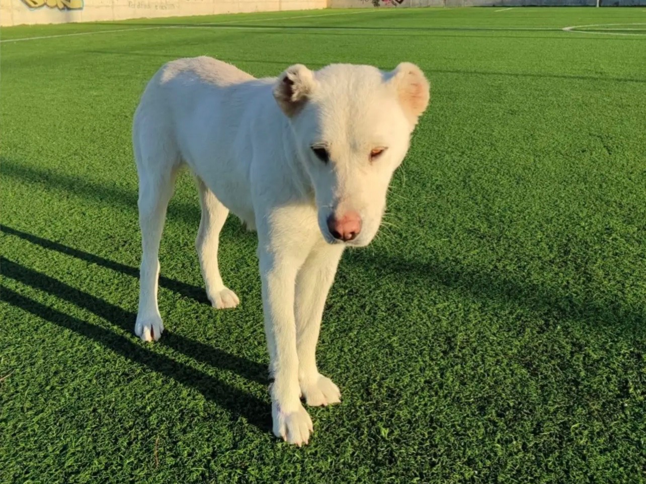 Adotta un cane, femmina, 2 anni , Bergamo