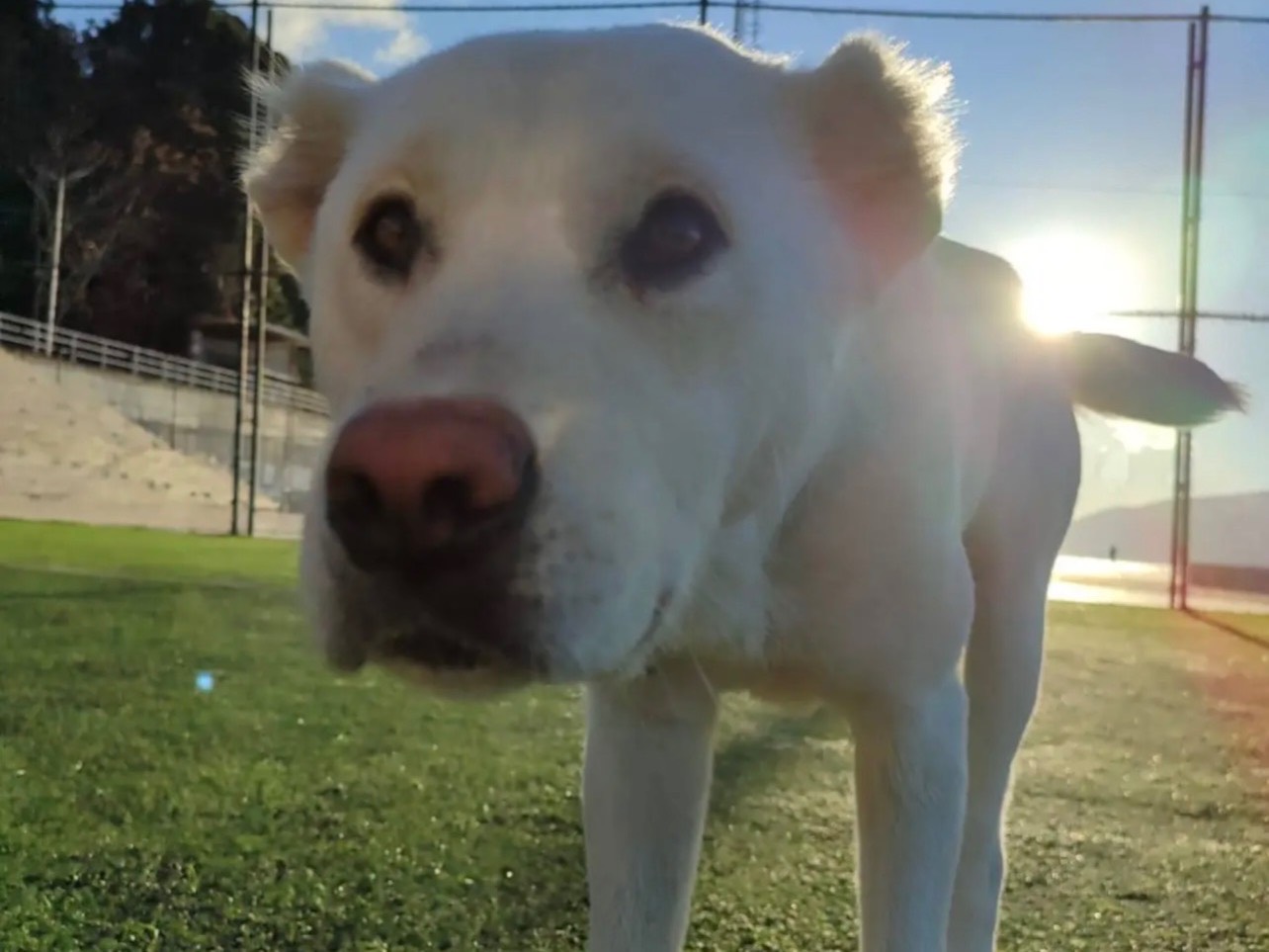 Adotta un cane, taglia media, femmina, Bergamo