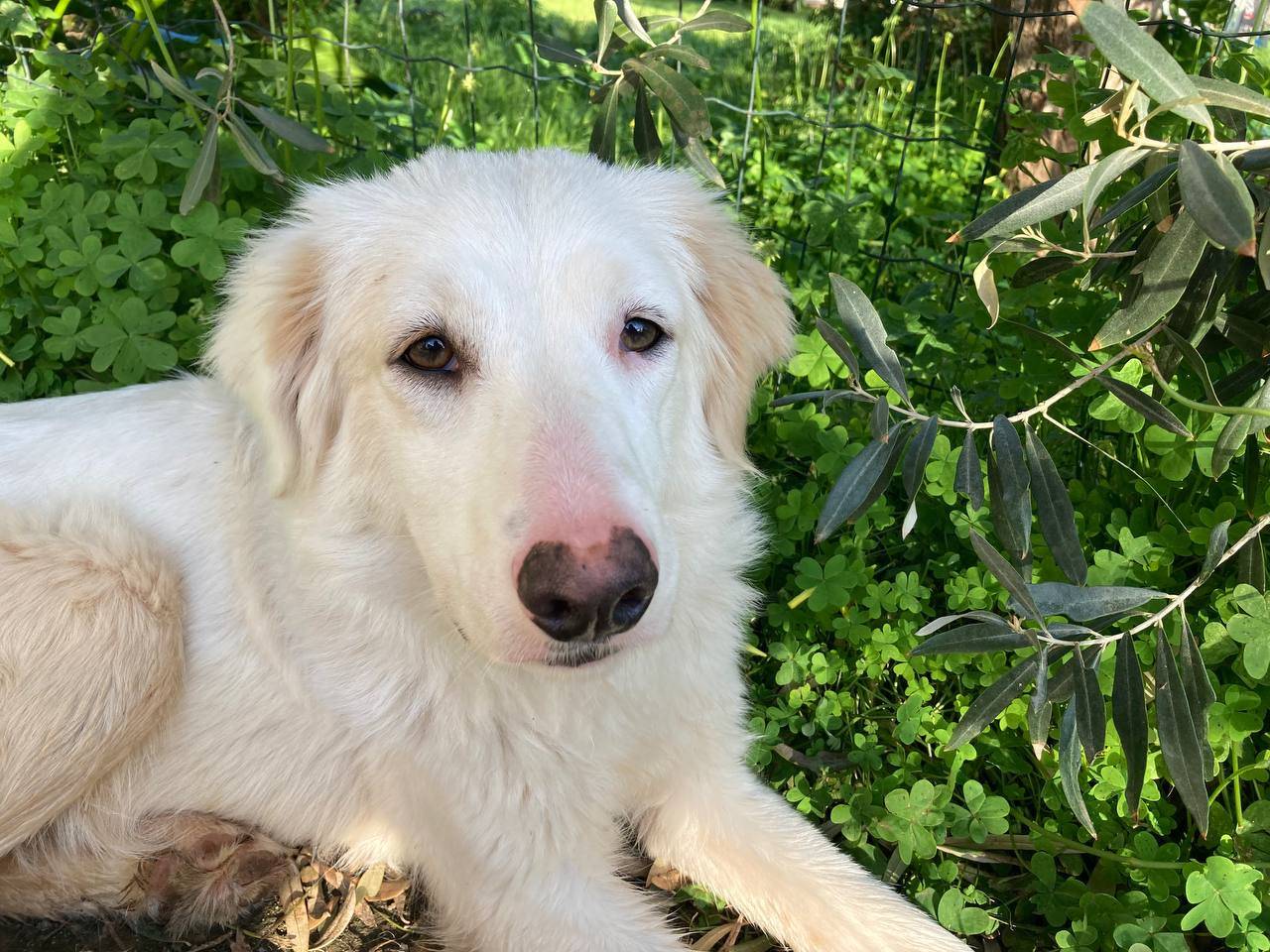 Adotta un cane, femmina, 1 anno, Sud