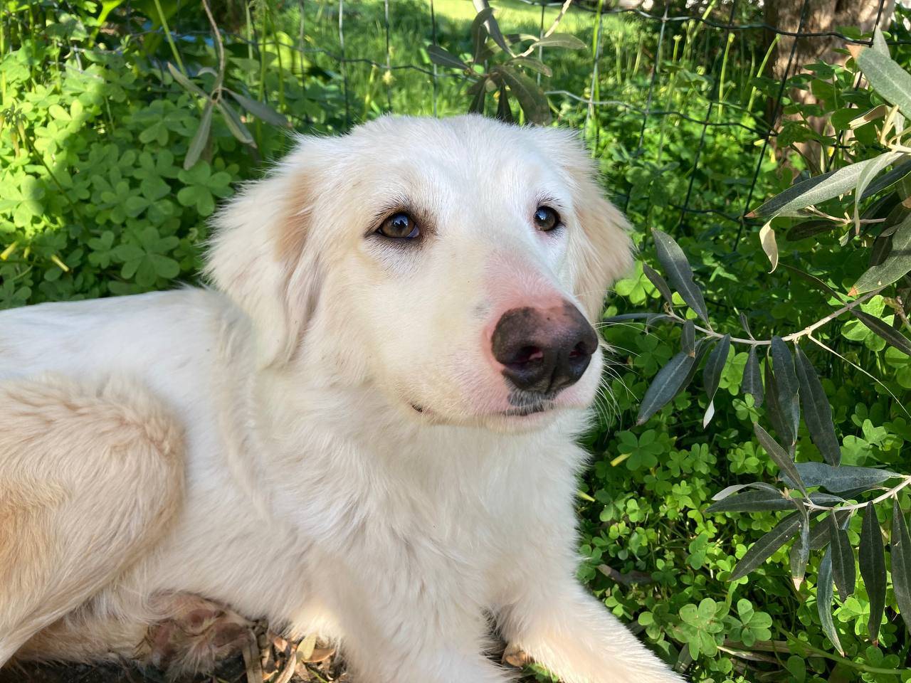 Adotta un cane, taglia media contenuta, femmina, Sud