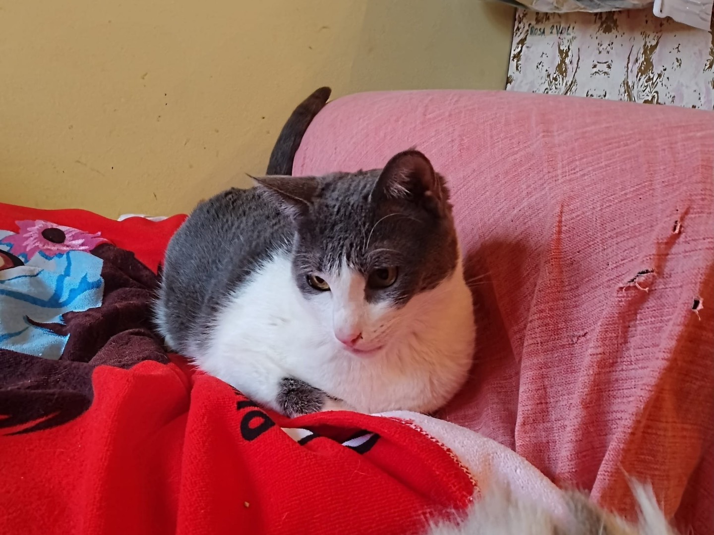 Adotta un gatto, maschio, 2 anni  e 10 mesi , Roma