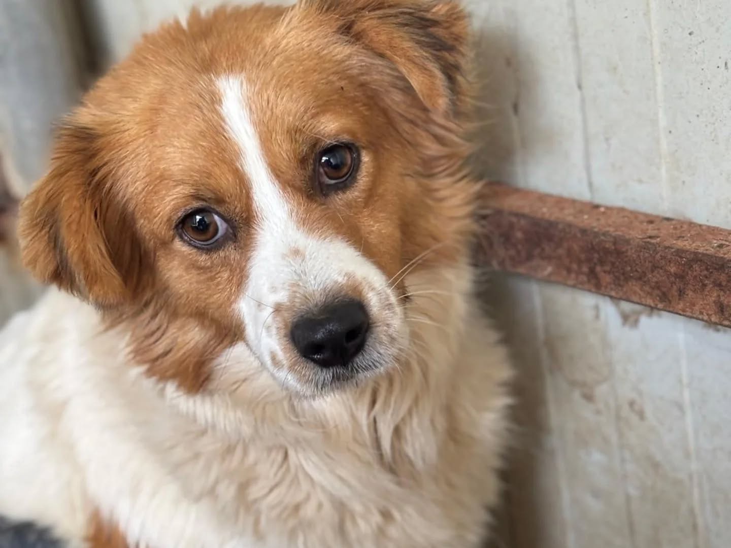 Adotta un cane, femmina, 2 anni  e 6 mesi , Latina