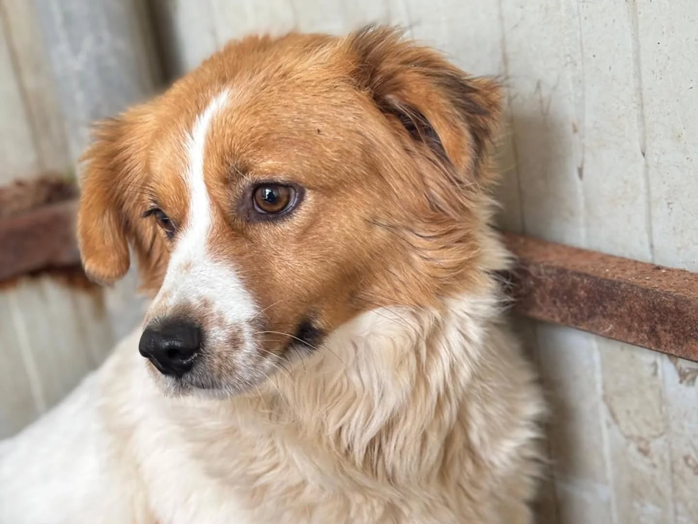 Adotta un cane, taglia media contenuta, femmina, Latina