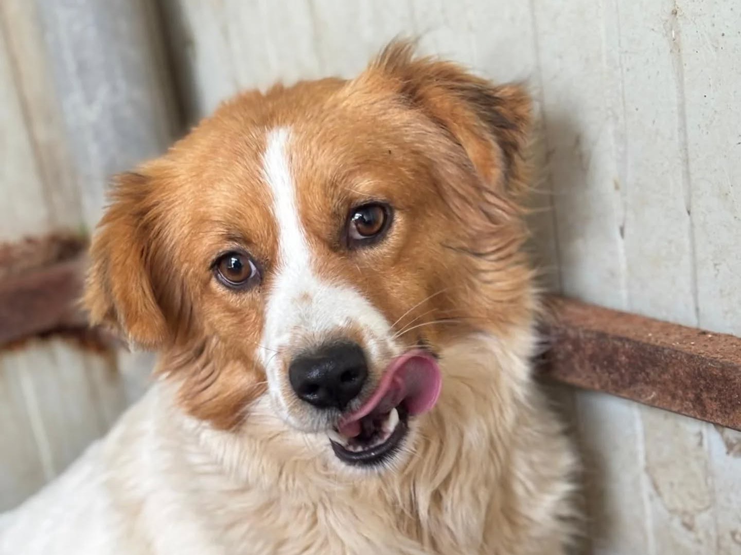 Vuoi adottare un cane a Latina?