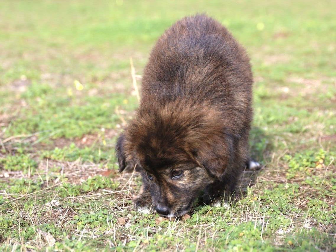 Adozione cane, femmina, Razza sconosciuta Razza sconosciuta, 2 mesi, taglia media, Trapani